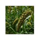 Traditional Millet (Thinai - Foxtail) 500 Gms