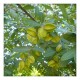 Arjun Powder (Terminalia arjuna) 50gm