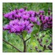 Vanjeera (Kala Jeera or Vernonia anthelmintica) (100g)