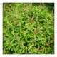 Tulasi Powder (Ocimum Santum) 200g