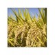Premium Aromatic Rice (Tulsi Amrit) 500Gms